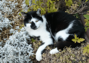 beste-Katze-der-Welt Minka, die beste Katze der Welt